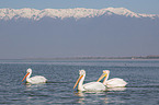 swimming Great White Pelicans