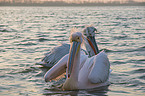 swimming Great White Pelicans