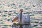 swimming Great White Pelican