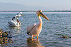 great white pelicans