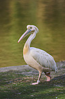 great white pelican