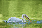 great white pelican