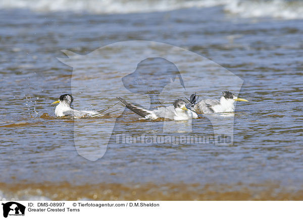 Eilseeschwalben / Greater Crested Terns / DMS-08997