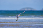 Greater Crested Tern