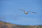 Greater Crested Tern