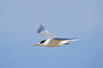 Greater Crested Tern