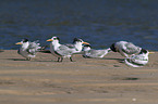 Greater Crested Tern at the Beach