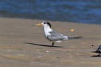 Greater Crested Tern at the Beach
