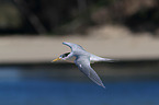 flying Greater Crested Tern