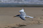flying Greater Crested Tern