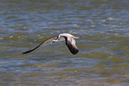 flying Greater Crested Tern