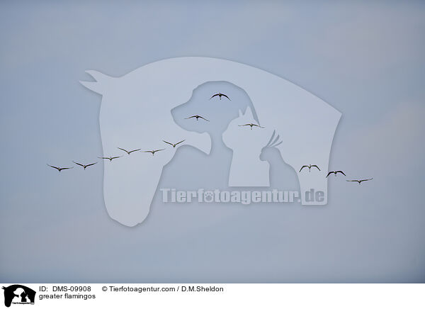 Rosaflamingos / greater flamingos / DMS-09908