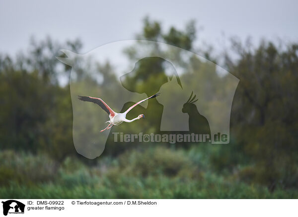 Rosaflamingo / greater flamingo / DMS-09922
