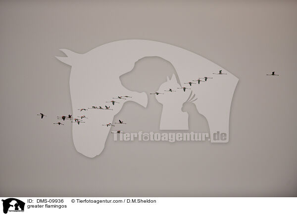 Rosaflamingos / greater flamingos / DMS-09936