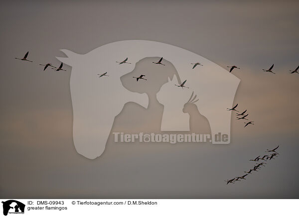 Rosaflamingos / greater flamingos / DMS-09943