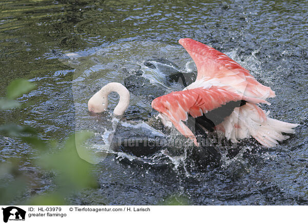 Rosaflamingo / greater flamingo / HL-03979