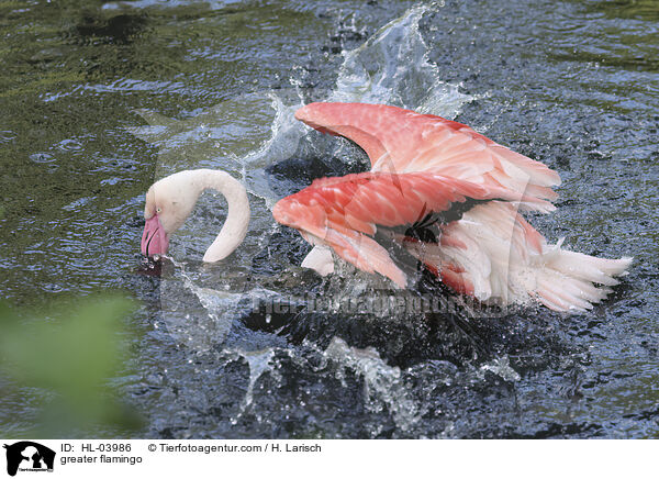 Rosaflamingo / greater flamingo / HL-03986