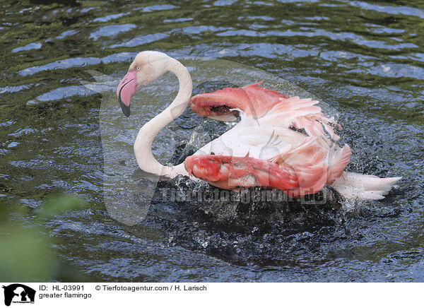 Rosaflamingo / greater flamingo / HL-03991