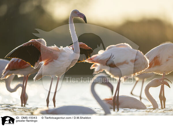 Rosaflamingo / greater flamingo / DMS-15043
