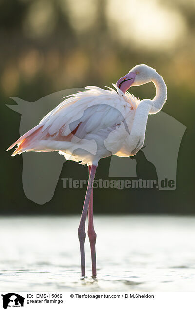 Rosaflamingo / greater flamingo / DMS-15069