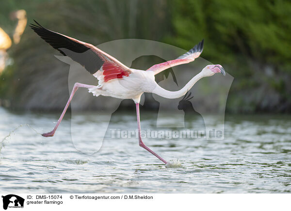 Rosaflamingo / greater flamingo / DMS-15074