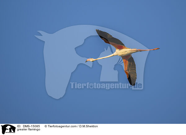 Rosaflamingo / greater flamingo / DMS-15085