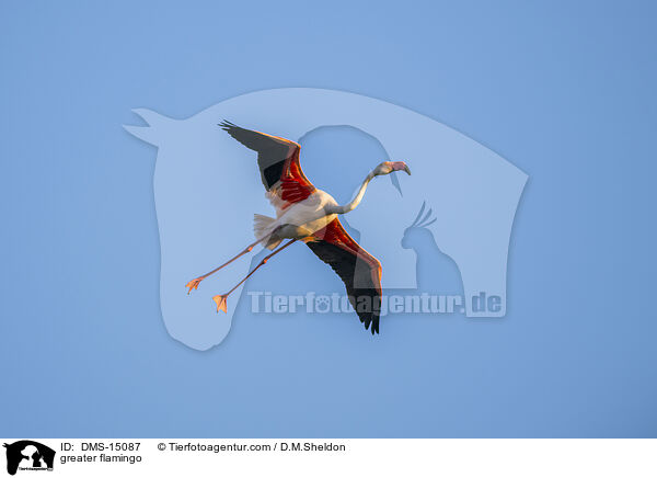 Rosaflamingo / greater flamingo / DMS-15087