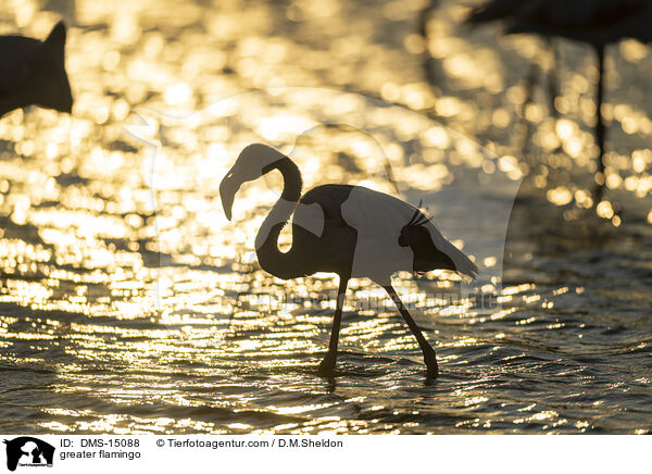 Rosaflamingo / greater flamingo / DMS-15088