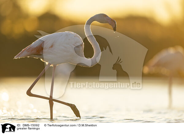 Rosaflamingo / greater flamingo / DMS-15092