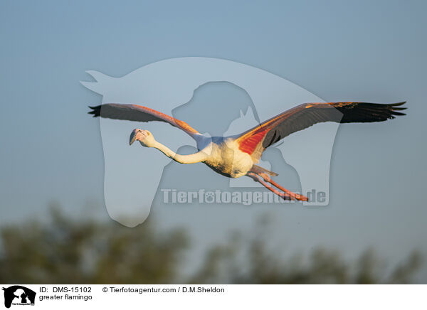 Rosaflamingo / greater flamingo / DMS-15102