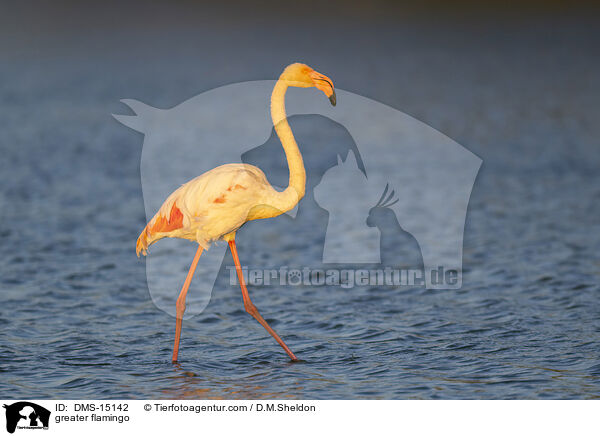 Rosaflamingo / greater flamingo / DMS-15142