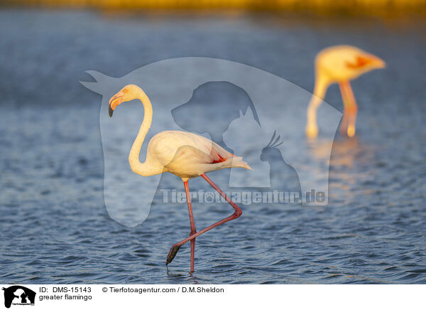 Rosaflamingo / greater flamingo / DMS-15143