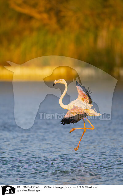 Rosaflamingo / greater flamingo / DMS-15146