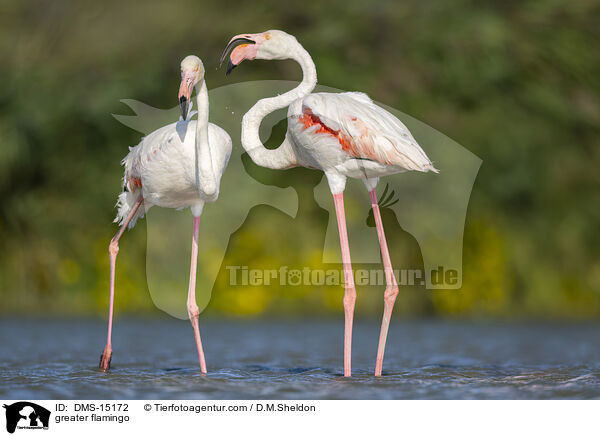 Rosaflamingo / greater flamingo / DMS-15172