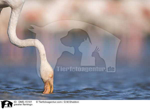 Rosaflamingo / greater flamingo / DMS-15181