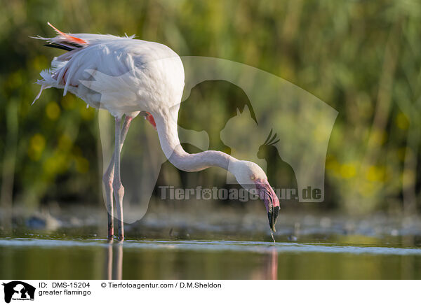 Rosaflamingo / greater flamingo / DMS-15204