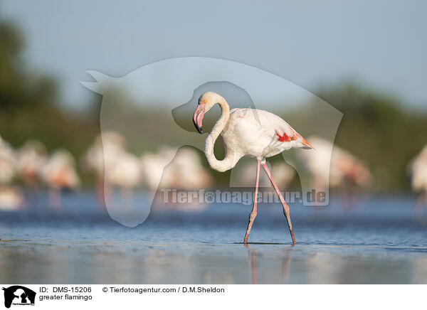 Rosaflamingo / greater flamingo / DMS-15206