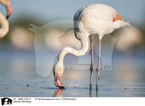 Rosaflamingo / greater flamingo / DMS-15211
