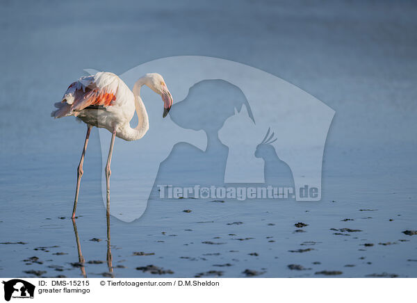 Rosaflamingo / greater flamingo / DMS-15215
