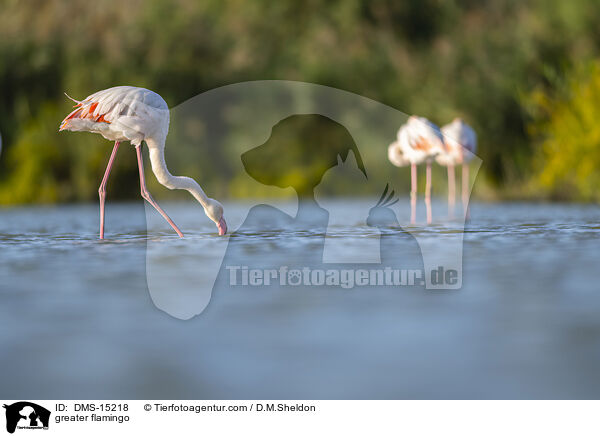 Rosaflamingo / greater flamingo / DMS-15218
