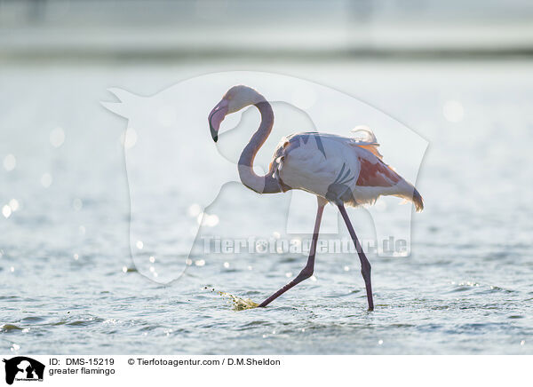 Rosaflamingo / greater flamingo / DMS-15219