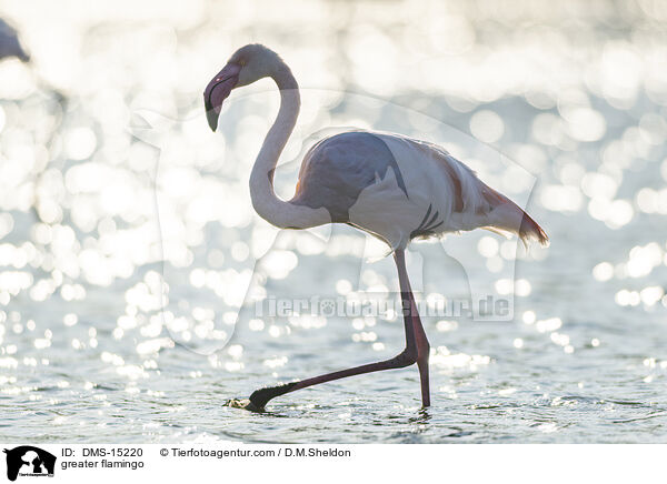 Rosaflamingo / greater flamingo / DMS-15220
