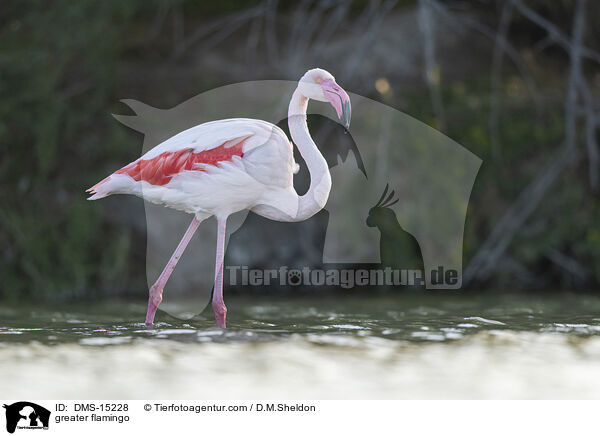 Rosaflamingo / greater flamingo / DMS-15228