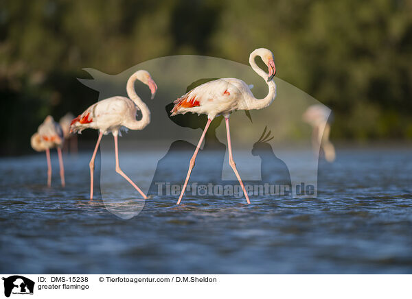 Rosaflamingo / greater flamingo / DMS-15238