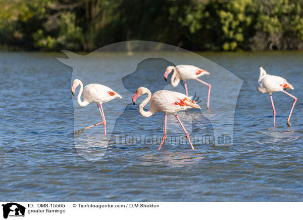 Rosaflamingo / greater flamingo / DMS-15565