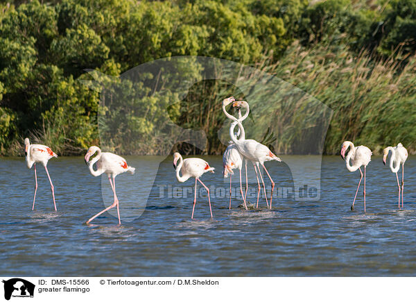 Rosaflamingo / greater flamingo / DMS-15566