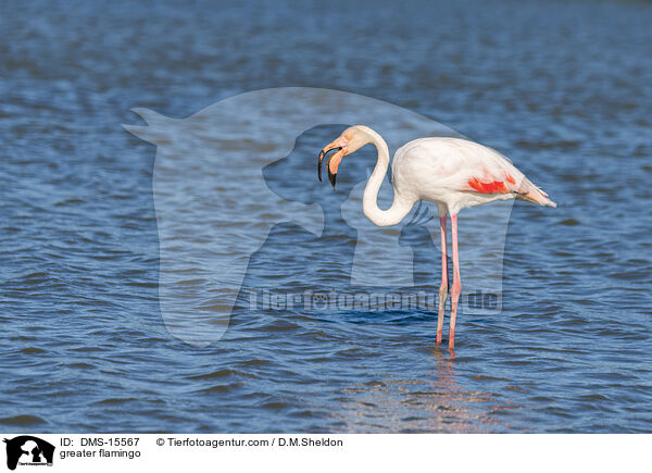 Rosaflamingo / greater flamingo / DMS-15567