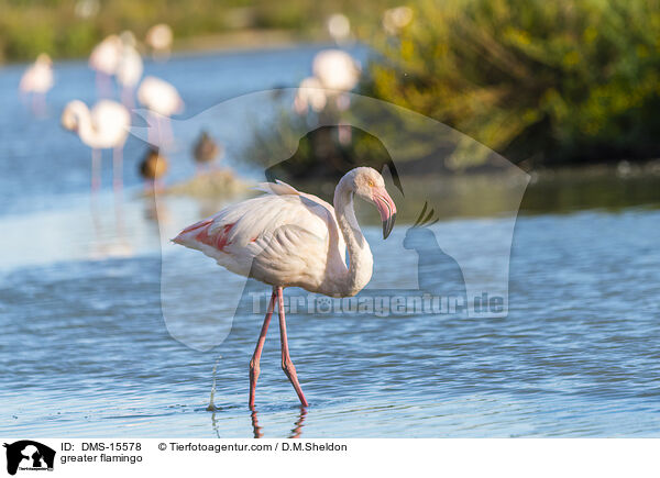 Rosaflamingo / greater flamingo / DMS-15578