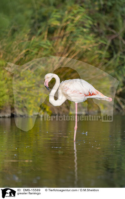 Rosaflamingo / greater flamingo / DMS-15589