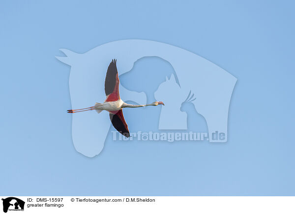 Rosaflamingo / greater flamingo / DMS-15597